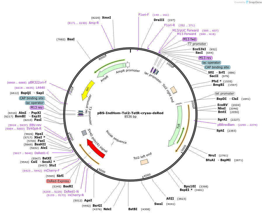 73204-plasmid-map-sequence-id-393503