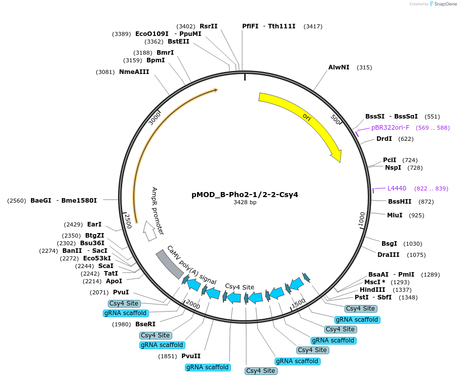 161760-plasmid-map-sequence-id-393505