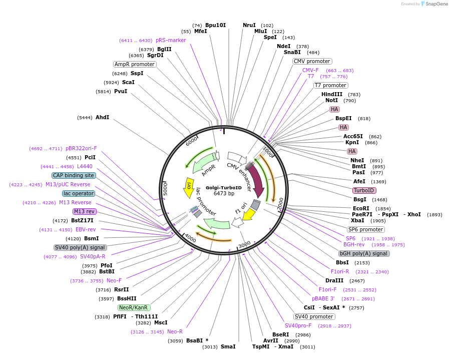 200959-plasmid-map-sequence-id-393507