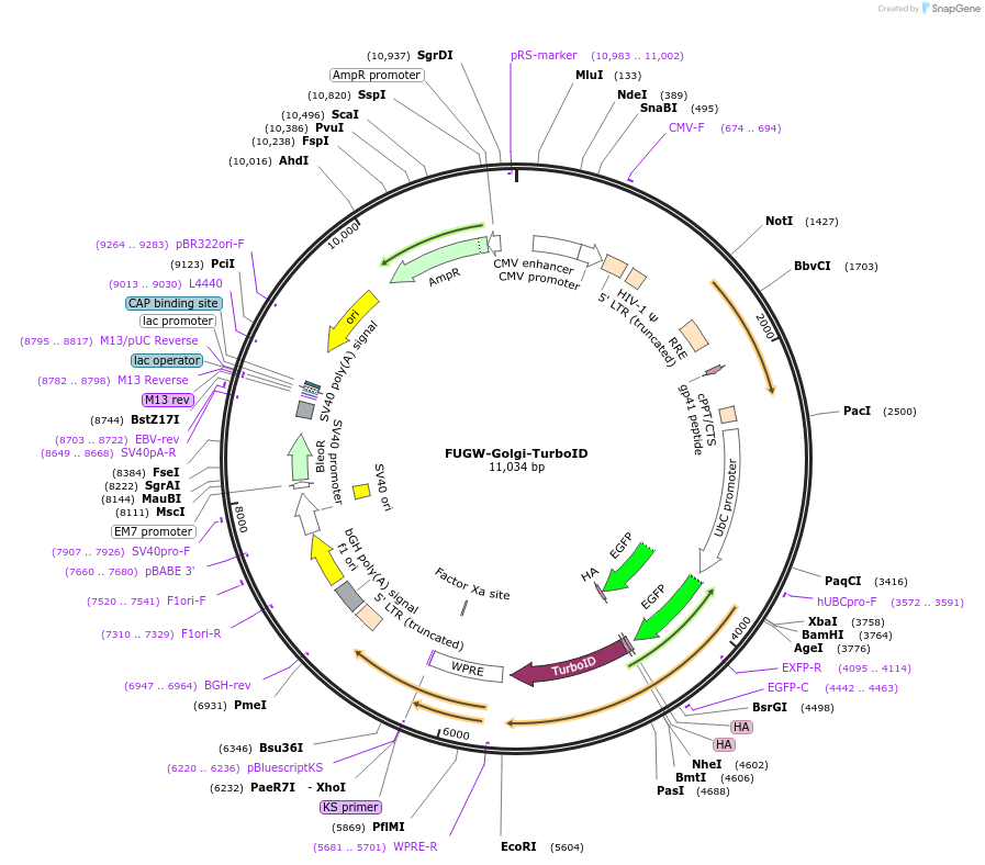 200964-plasmid-map-sequence-id-393510