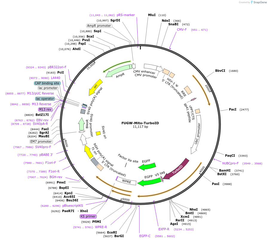 200963-plasmid-map-sequence-id-393511