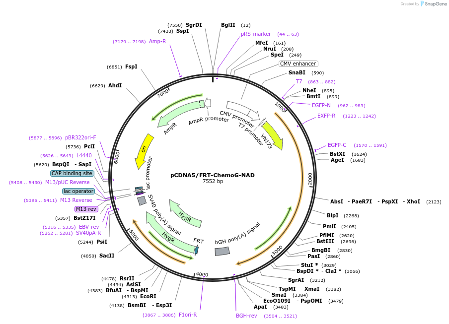 193821-plasmid-map-sequence-id-393562