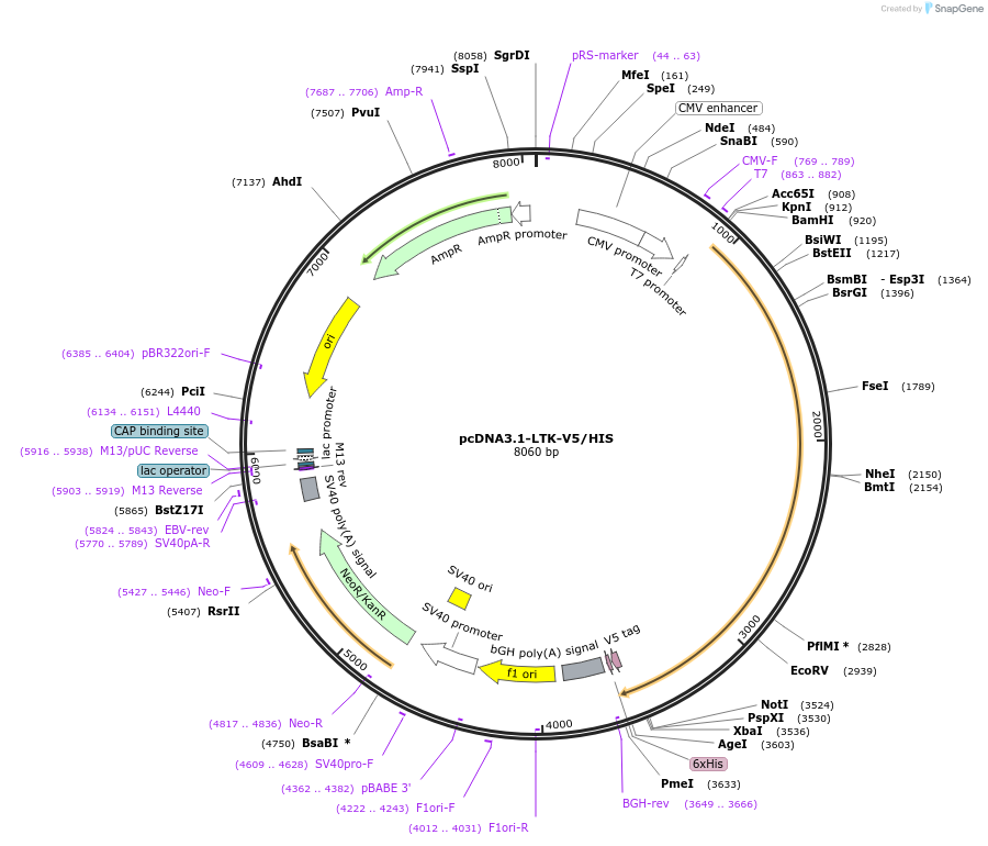 200116-plasmid-map-sequence-id-393565