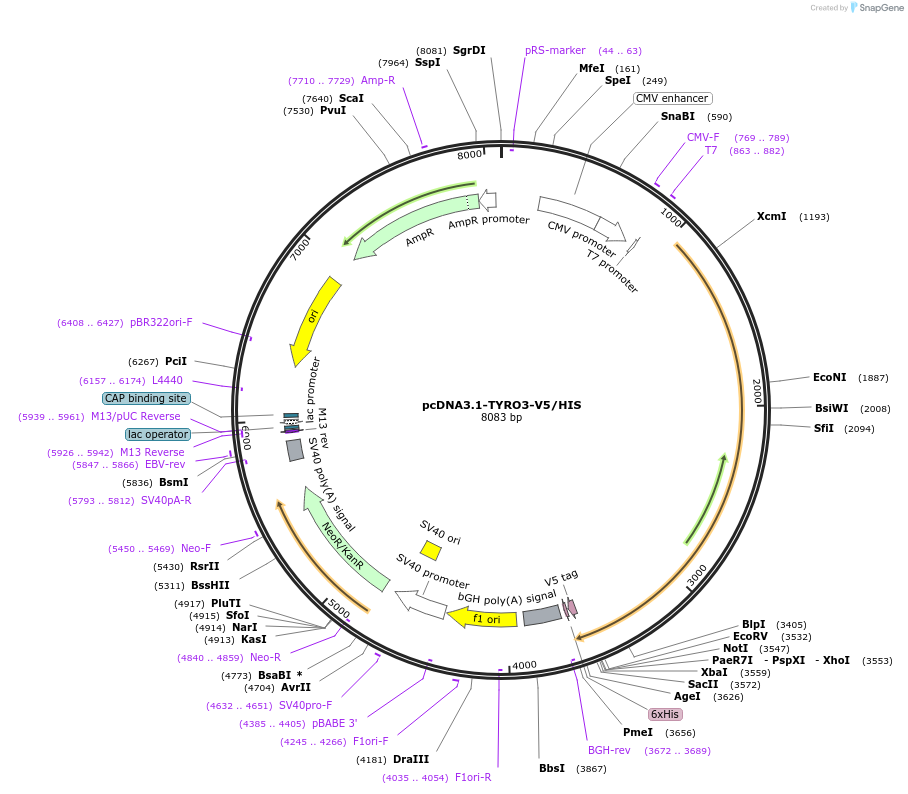 200118-plasmid-map-sequence-id-393576