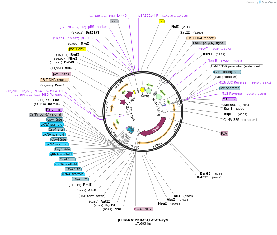 161763-plasmid-map-sequence-id-393577