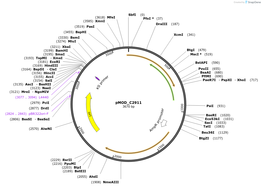 161764-plasmid-map-sequence-id-393578