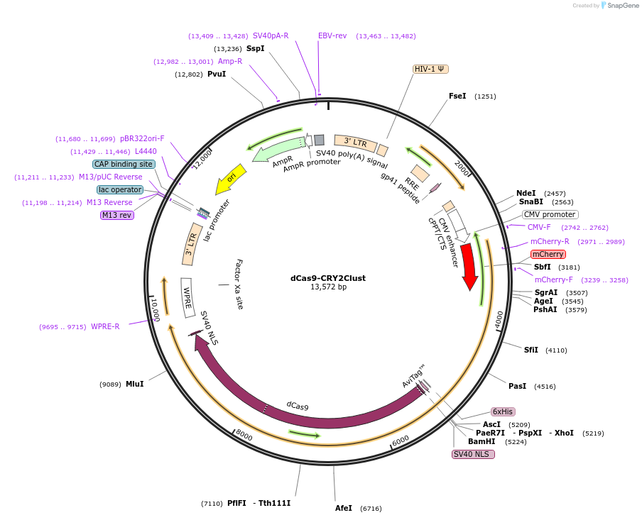 200969-plasmid-map-sequence-id-393613