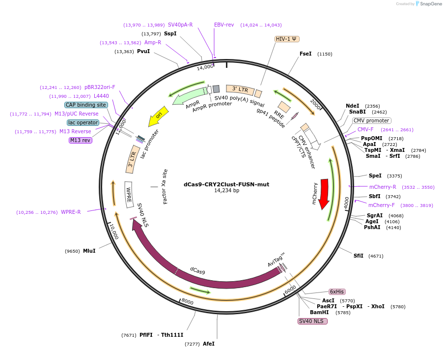 200970-plasmid-map-sequence-id-393616