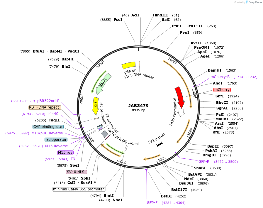 190417-plasmid-map-sequence-id-393617