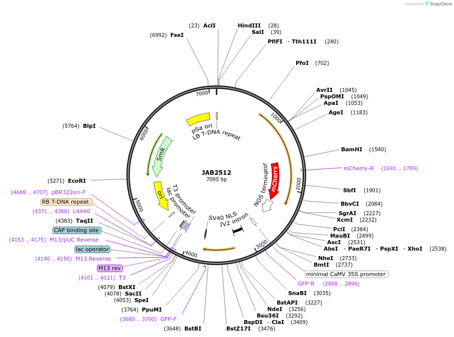 190381-plasmid-map-sequence-id-393619