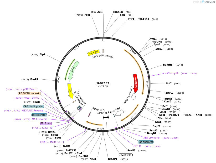 190392-plasmid-map-sequence-id-393623