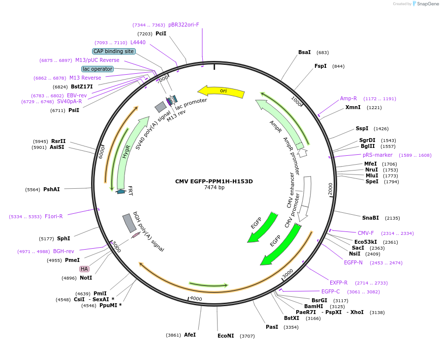 200432-plasmid-map-sequence-id-393626