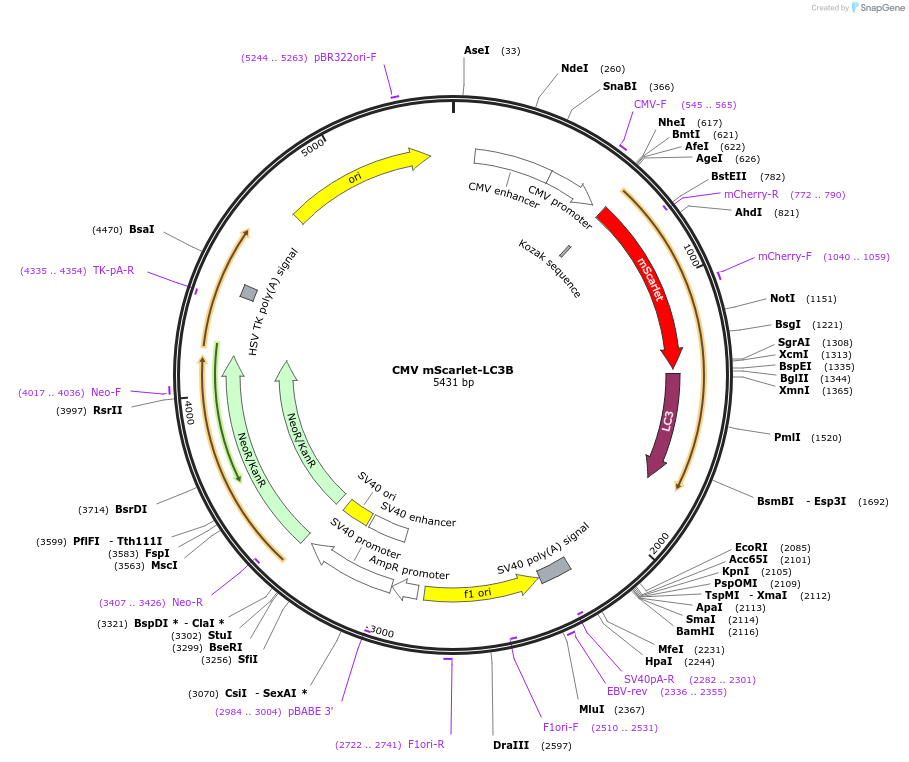 200431-plasmid-map-sequence-id-393629
