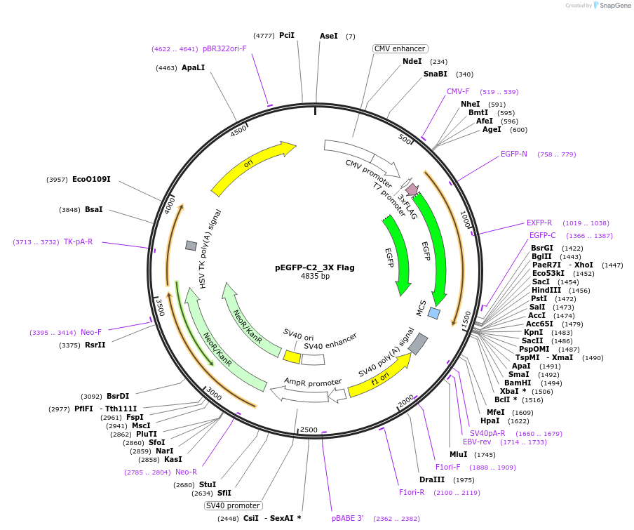 194161-plasmid-map-sequence-id-393634