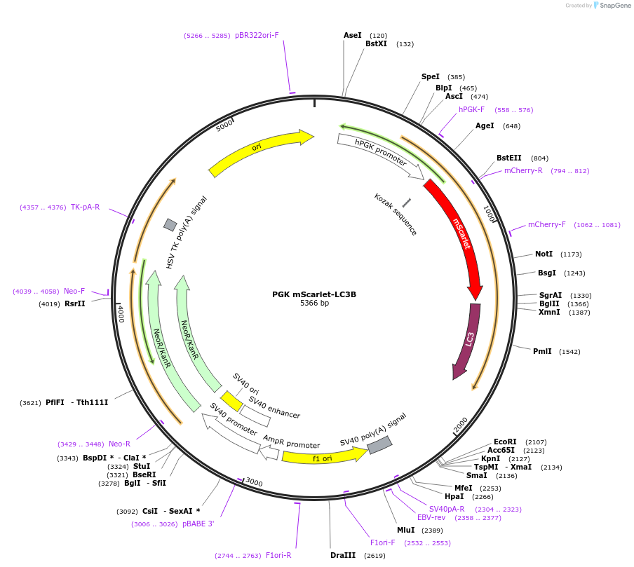 200083-plasmid-map-sequence-id-393635