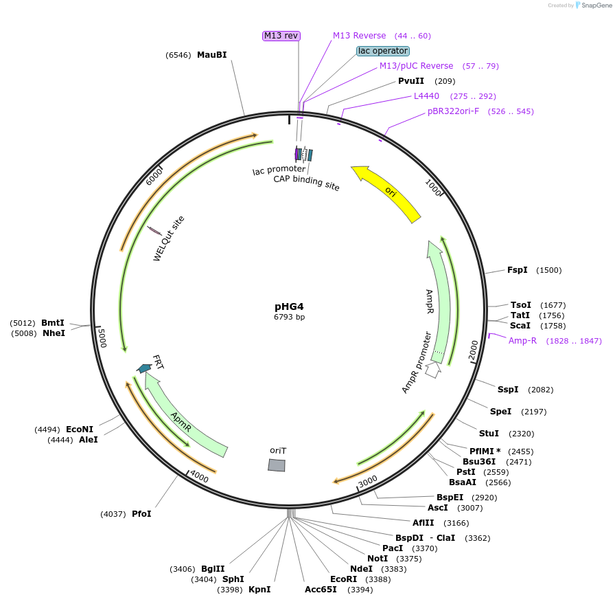 188252-plasmid-map-sequence-id-393636