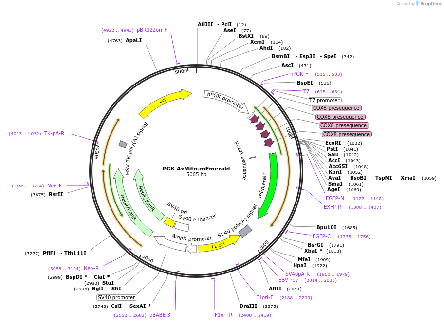 200430-plasmid-map-sequence-id-393638
