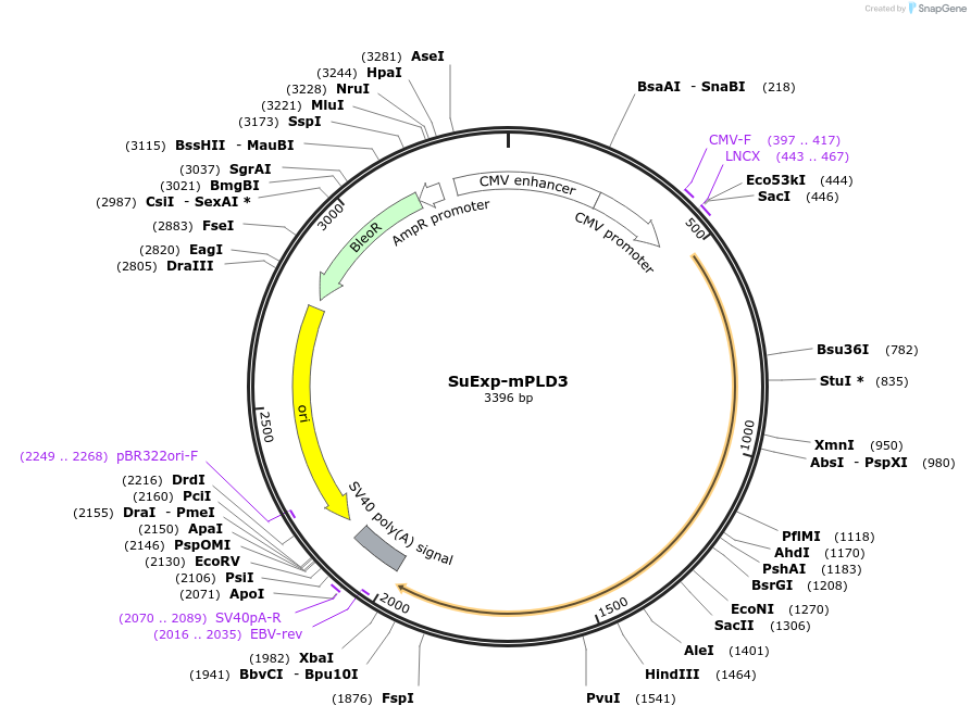 201245-plasmid-map-sequence-id-393643
