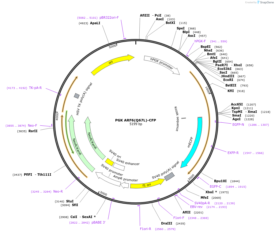 200428-plasmid-map-sequence-id-393644