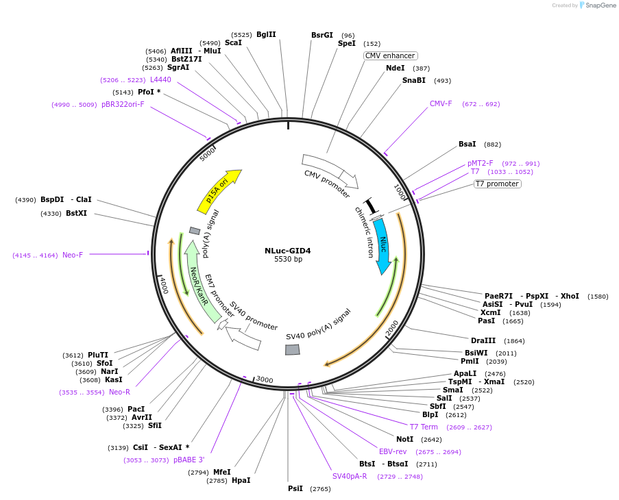 200878-plasmid-map-sequence-id-393647