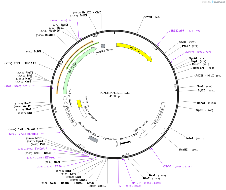 200882-plasmid-map-sequence-id-393648