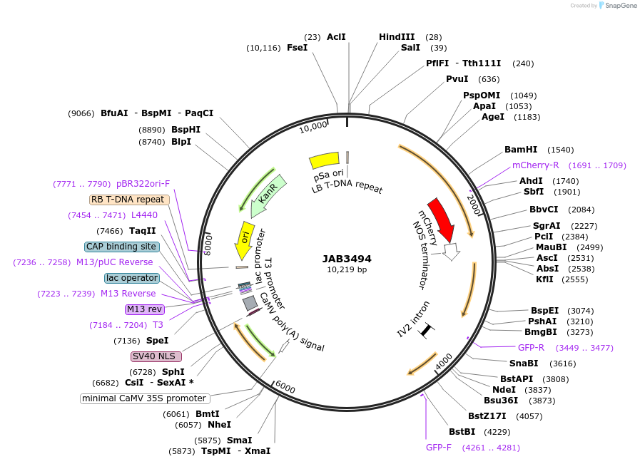 190418-plasmid-map-sequence-id-393672