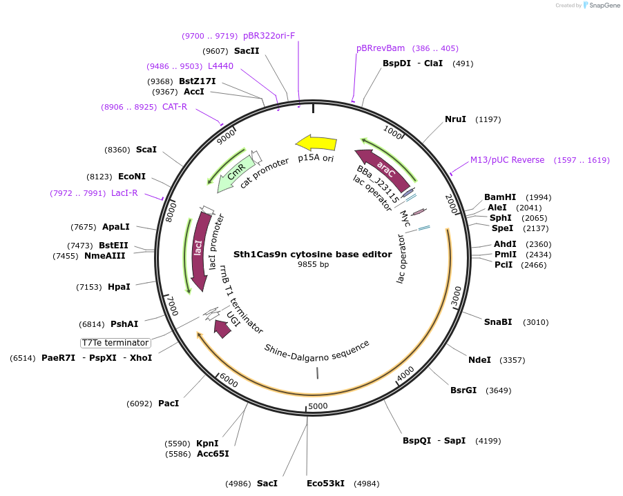 194209-plasmid-map-sequence-id-393673