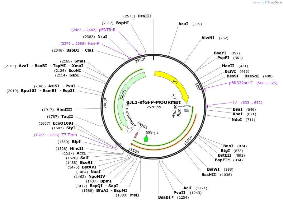 198213-plasmid-map-sequence-id-393674