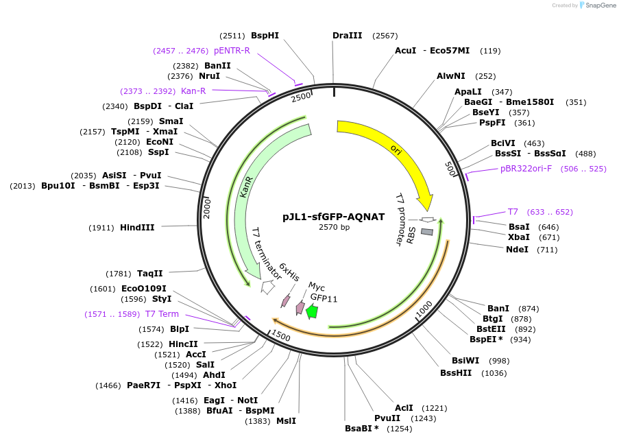 198211-plasmid-map-sequence-id-393679