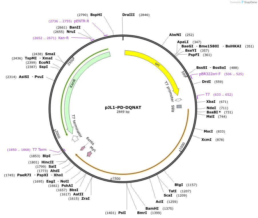 198216-plasmid-map-sequence-id-393680