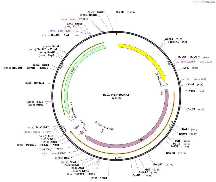 198215-plasmid-map-sequence-id-393681