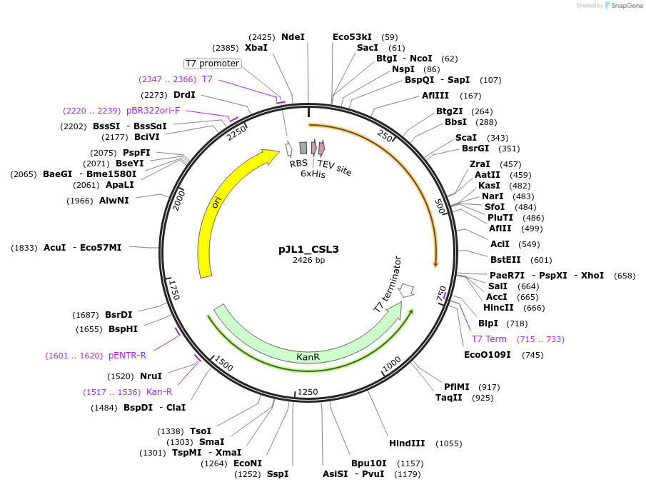 200173-plasmid-map-sequence-id-393682