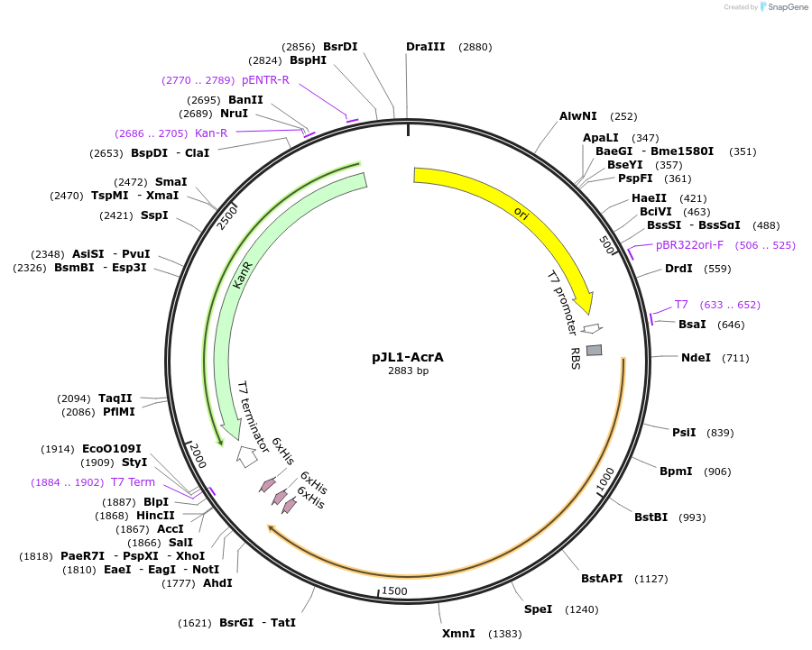 198214-plasmid-map-sequence-id-393684