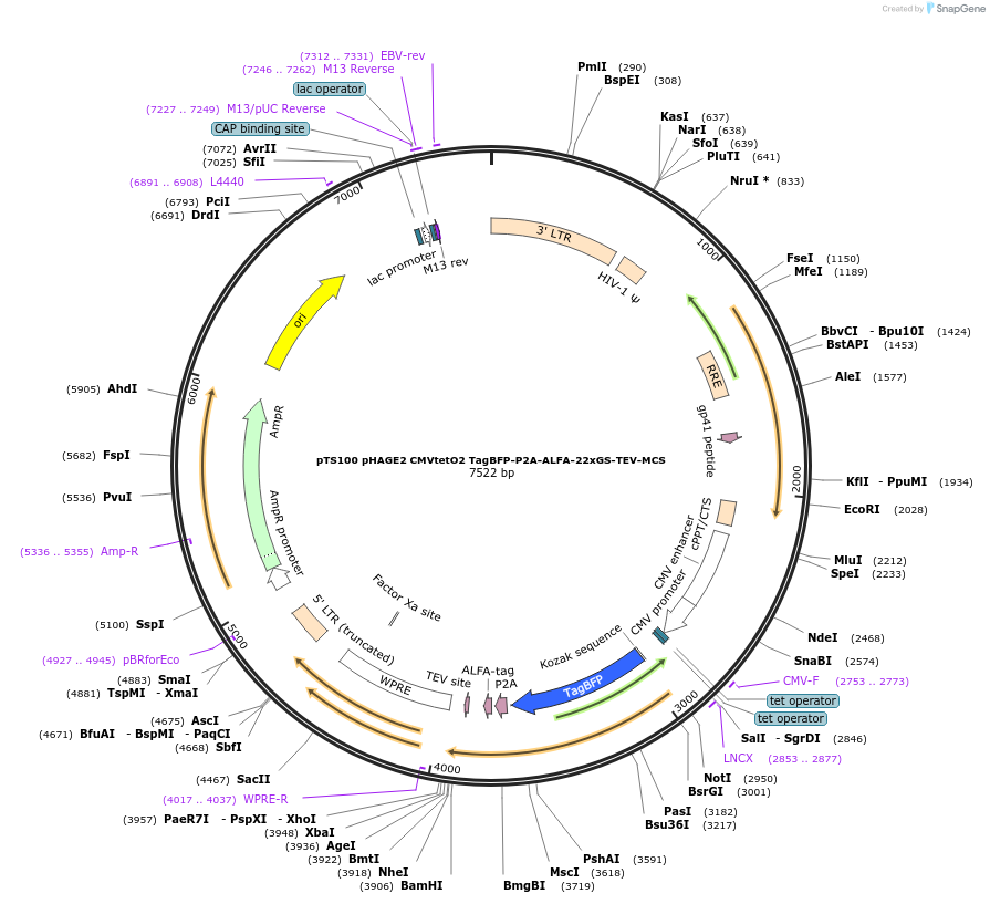 199353-plasmid-map-sequence-id-393686