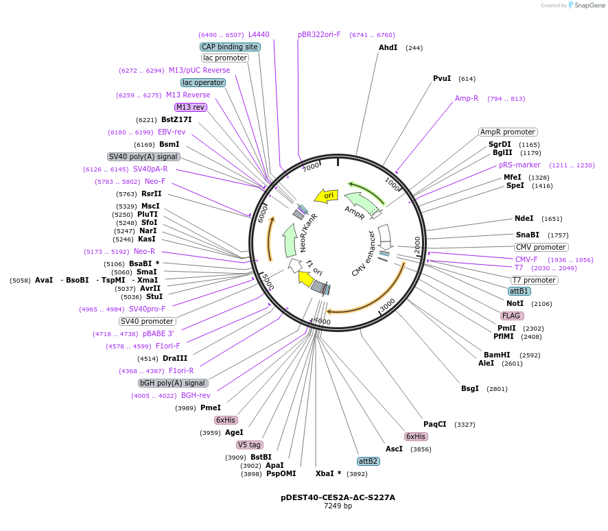200556-plasmid-map-sequence-id-393687