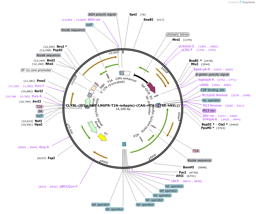 105842-plasmid-map-sequence-id-393690