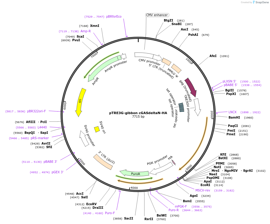 186861-plasmid-map-sequence-id-393692