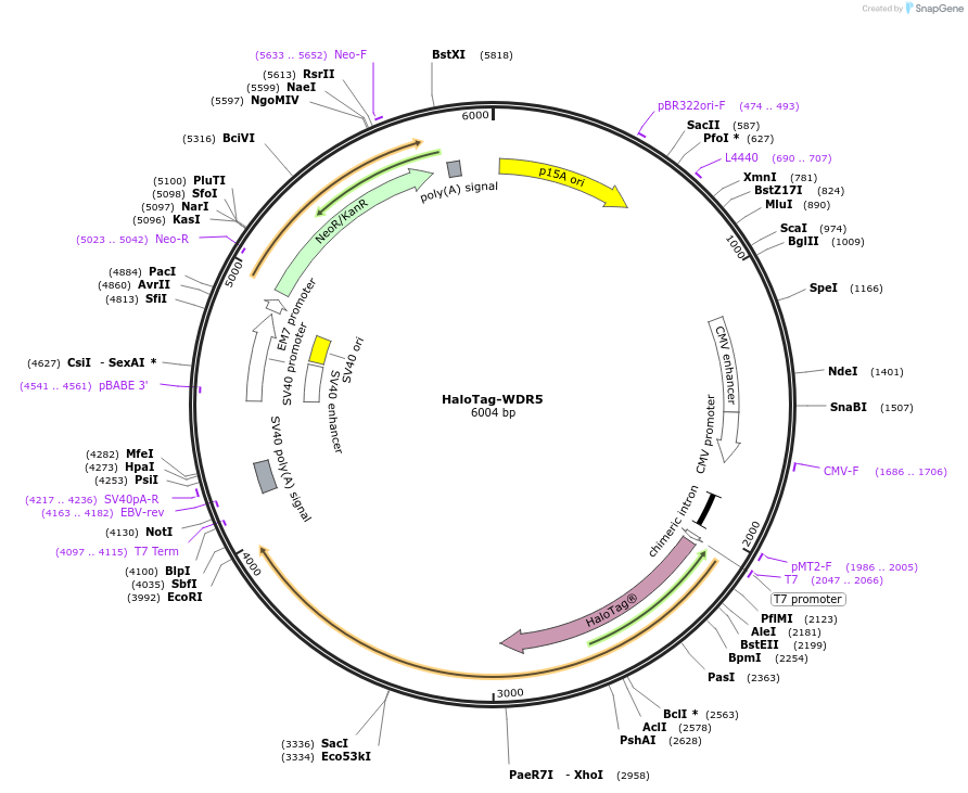 200880-plasmid-map-sequence-id-393695