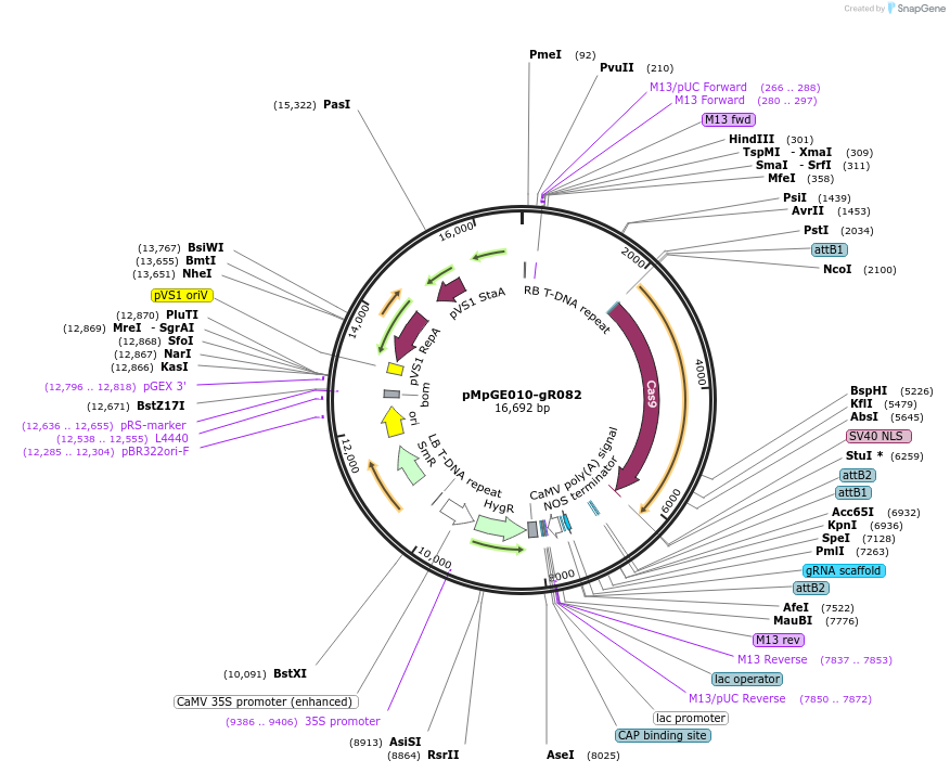 188553-plasmid-map-sequence-id-393697