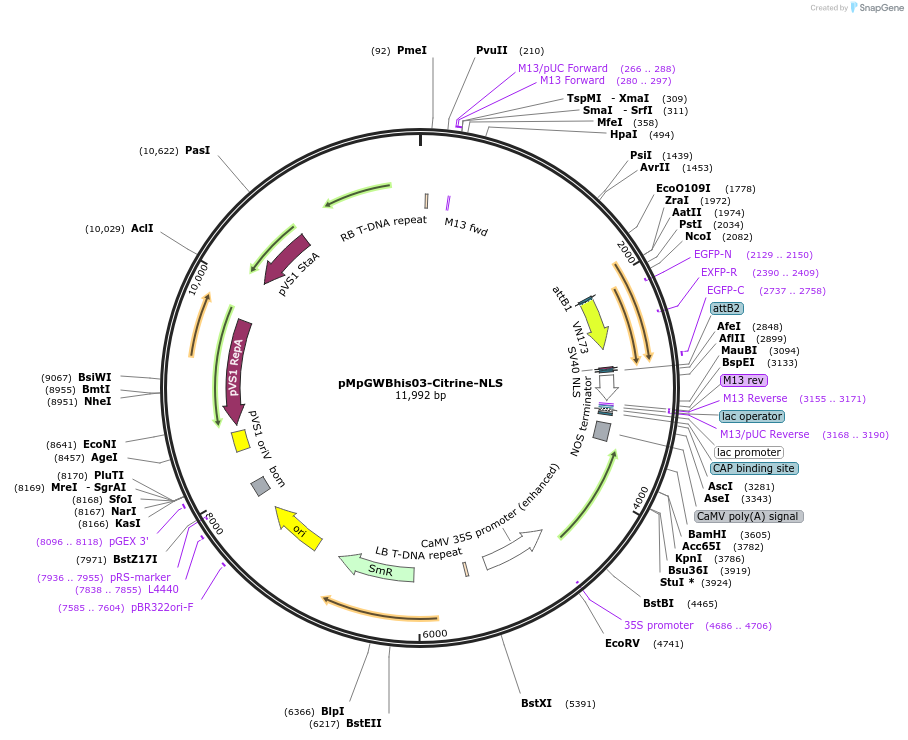 188558-plasmid-map-sequence-id-393698