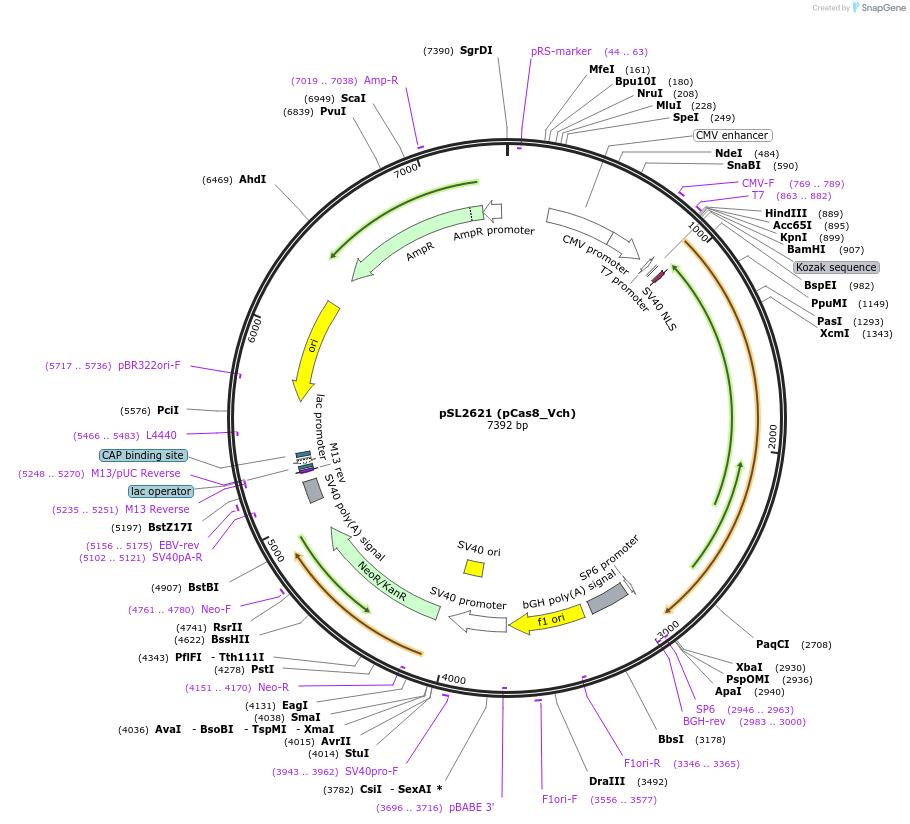200893-plasmid-map-sequence-id-393701