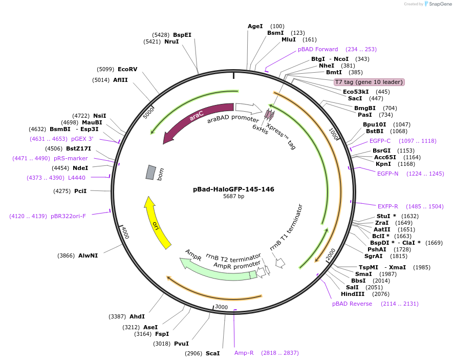 198600-plasmid-map-sequence-id-393704