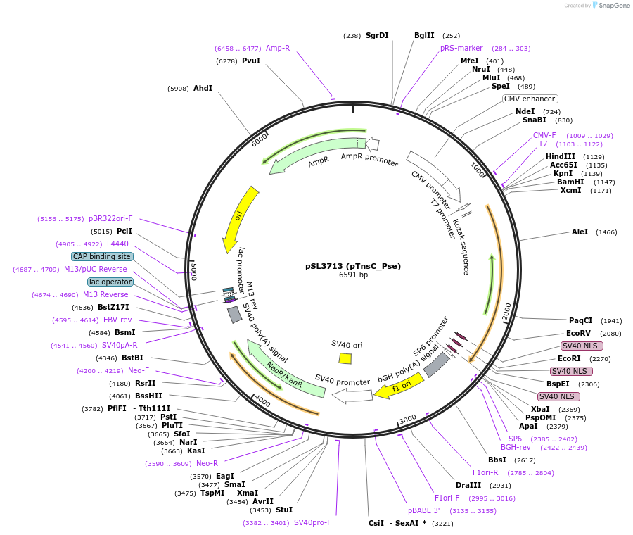 200900-plasmid-map-sequence-id-393706