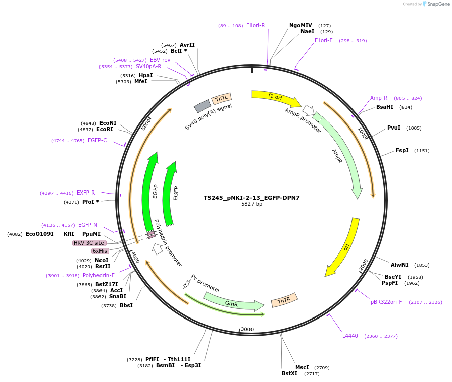 200719-plasmid-map-sequence-id-393711
