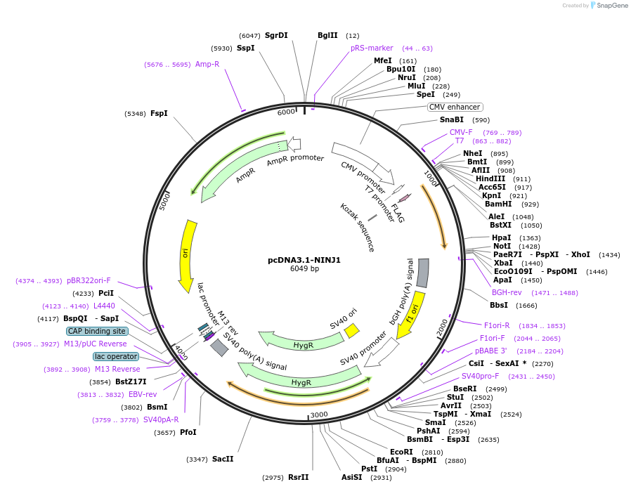 201180-plasmid-map-sequence-id-394039