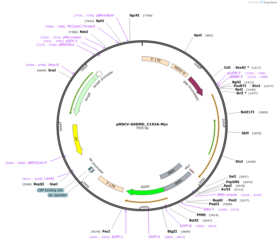 201168-plasmid-map-sequence-id-394040