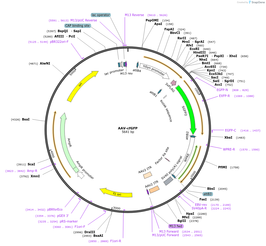 200773-plasmid-map-sequence-id-394041