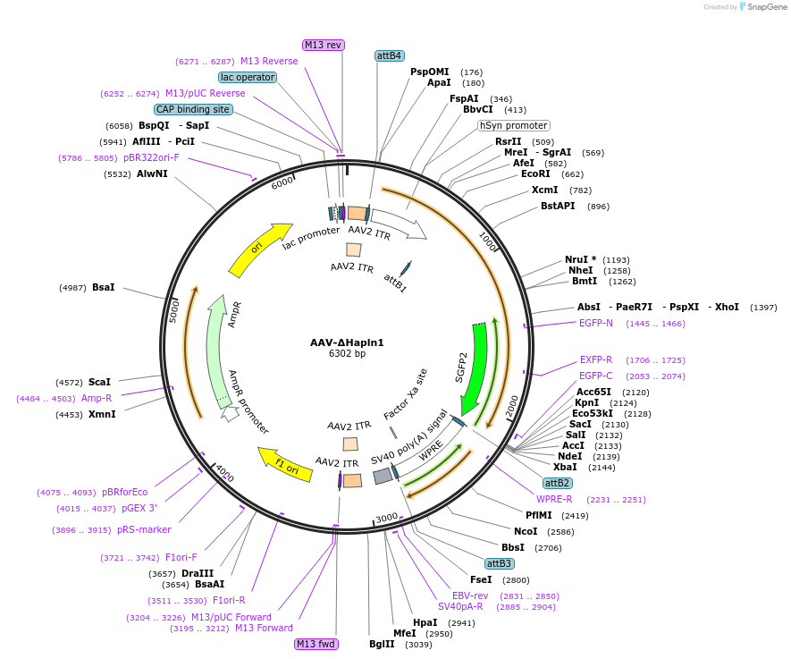 200778-plasmid-map-sequence-id-394043