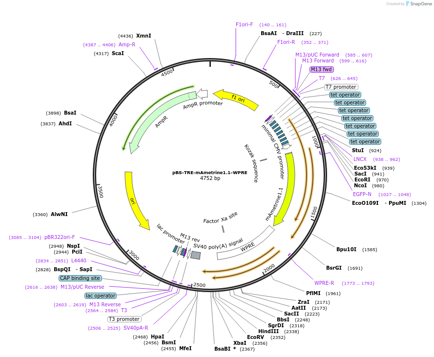 193333-plasmid-map-sequence-id-394048