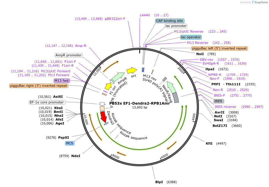81228-plasmid-map-sequence-id-394051
